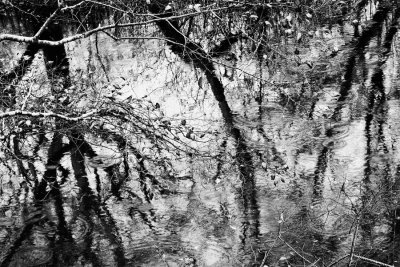 _DSC7042 Winter branches  creek along Hwy 1 in the rain reduced.jpg