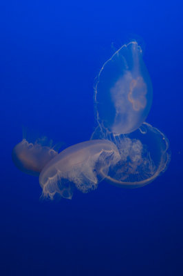 _DSC1287 Jellyfish Monterey Bay Aquarium reduced.jpg