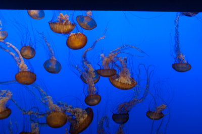 _DSC1290 Jellyfish Monterey Bay Aquarium reduced.jpg