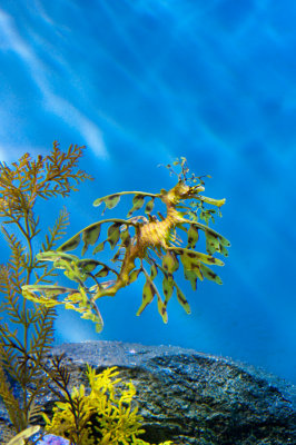 _DSC1331 Leafy Dragon Sea Horse Monterey Bay Aquarium reduced.jpg