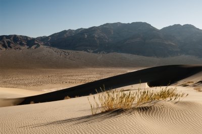 _DSC0769 Stand of Grass Eureka Dunes reduced.jpg