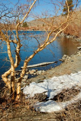 _DSC1231_27_29 Bare birch Tree snow  sunken log Convict Lake reduced.jpg