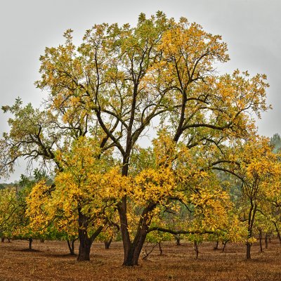 _DSC0936,-37, HDR post color correct, Fall Colors, Two Valley Oaks, 1250 x 1250, reduced.jpg