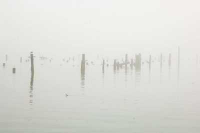 _DSC2752, Mission Bay Birds & Pilings in fog, reduced.jpg