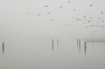 _DSC2761, Mission Bay, Birds in flight in fog, reduced.jpg