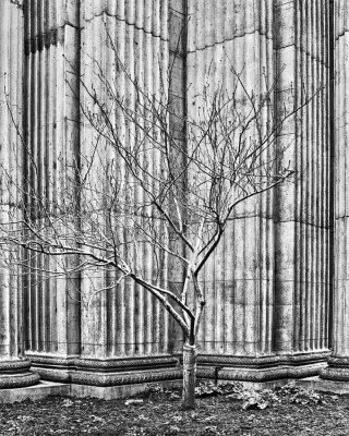 _DSC3024-26, HDR, Winter Tree, Palace Of Fine Arts, SF, reduced.jpg