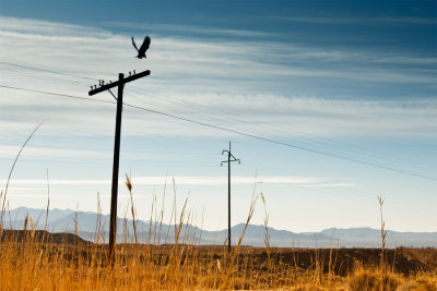 _DSC8581, Crow taking off from power line, Shoshone, reduced.jpg