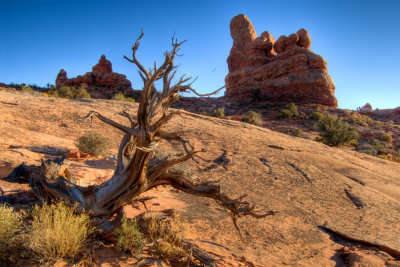 _DSC5500_496_497_499 Dead Tree & Family Rock, Arches NP, reduced.jpg