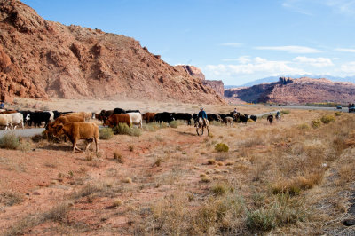 _DSC6029, Cattle Drive near Moab, Utah, reduced.jpg