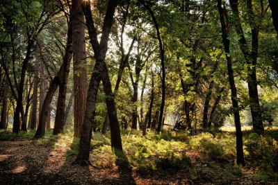 Oaks near Yosemite Lodge