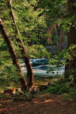 _DSC9887, HDR, Morning light on tree next to the Merced, reduced.jpg