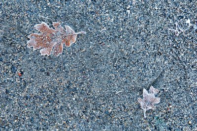 _DSC2284, TM, Two Frozen Leaves, Yosemite, reduced.jpg