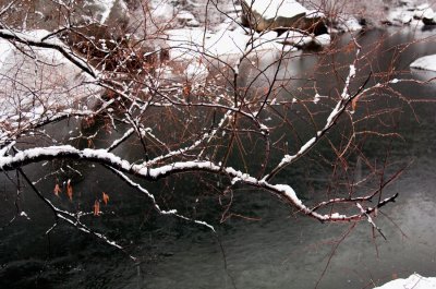 _DSC7825, Bare Branch over Merced River, reduced.jpg