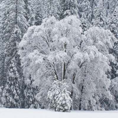 _DSC8228, Oak at the edge of El Capitan Meadow, reduced.jpg