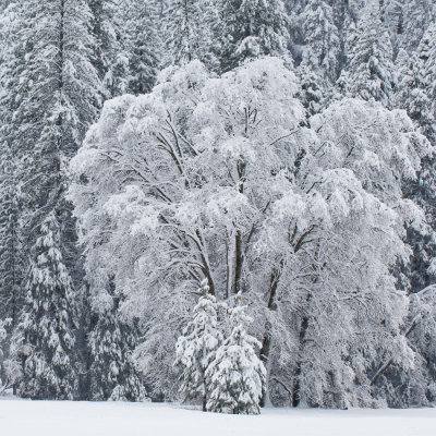 _DSC8228, Oak at the edge of El Capitan Meadow, reduced.jpg