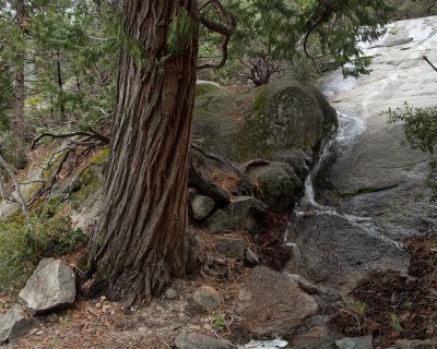 _DSC8821,-23,-24, Rivlet and Tree Trunk near Tunnel View, Yosemite, 1750 x 1400, reduced.jpg