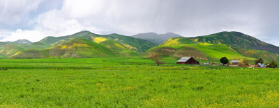 _DSC1152-1159 Wild flowers & Ranch on Hwy 25, on the way to Clear Creek #2 with color adj layer, 1800 x 600.jpg