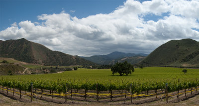 _DSC9552-56, Vineyard west of Greenfield, CA auto align.jpg