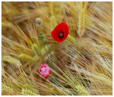 Poppies and Barley 1
