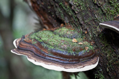 fungi -- styx valley tasmania
