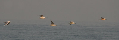 Slender-billed Gulls - Dunbekmeeuwen