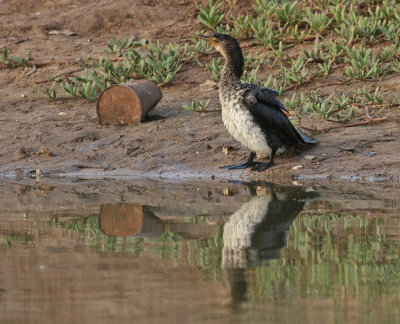 Reed Cormorant - Afrikaanse Dwergaalscholver