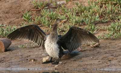 Reed Cormorant - Afrikaanse Dwergaalscholver