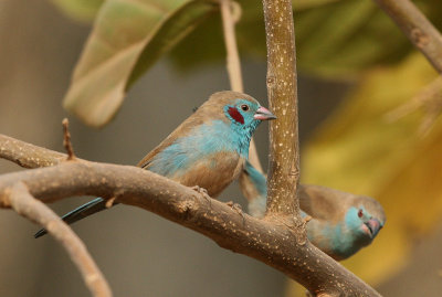 Red-cheeked Cordon-blue - Blauwfazantje