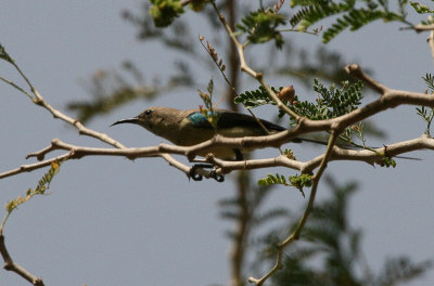 GAMBIA-100.jpg