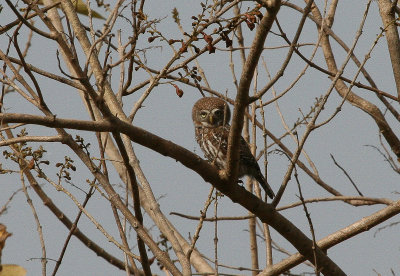 Pearl-spotted Owlet - Geparelde Dwerguil