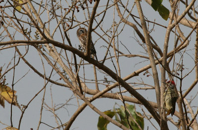Pearl-spotted Owlet and Fine-spotted Woodpecker - Geparelde Dwerguil en Stippelspecht