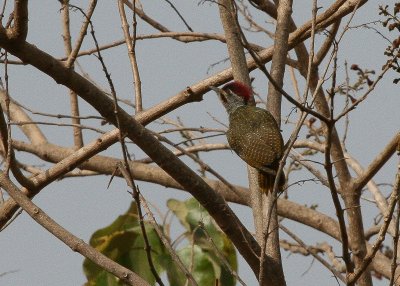 Fine-spotted Woodpecker - Stippelspecht