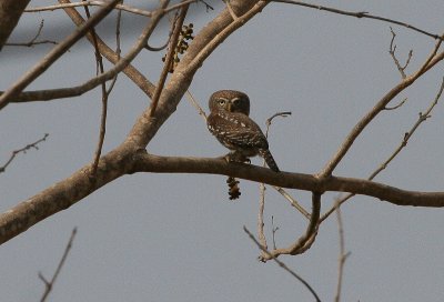 Pearl-spotted Owlet - Geparelde Dwerguil