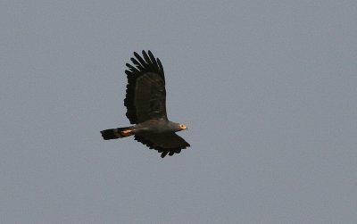 African Harrier Hawk - Kaalkopkiekendief