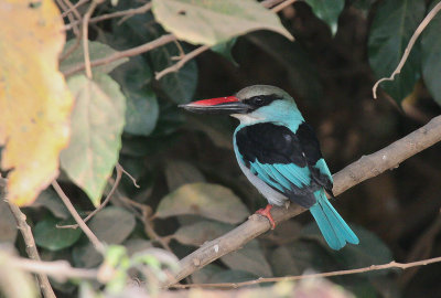 Blue-breasted Kingfisher - Teugelijsvogel