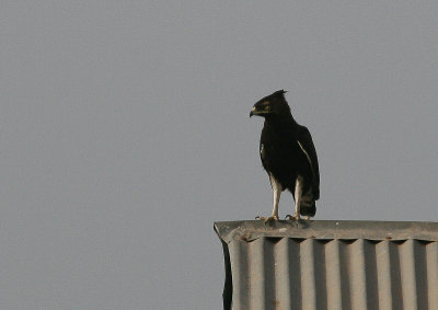 Long-crested Eagle - Afrikaanse Zwarte Kuifarend