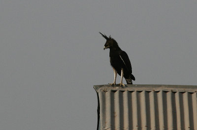 Long-crested Eagle - Afrikaanse Zwarte Kuifarend