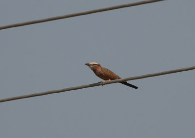 Rufous-crowned Roller - Roodkruinscharrelaar