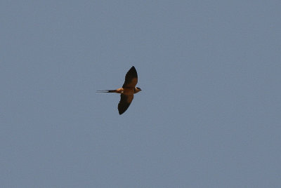 Red-breasted Swallow - Roodborstzwaluw