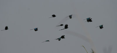 Long-tailed Starling - Langstaartpurperspreeuw