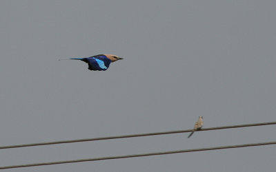 Blue-bellied Roller (Namaqua Dove at the background)- Blauwbuikscharelaar (Maskerduif op de achtergrond)