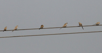 Namaqua Doves - Maskerduiven