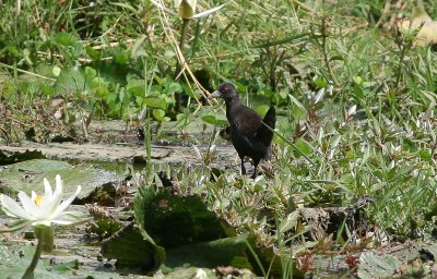 Black Crake - Zwart Porseleinhoen