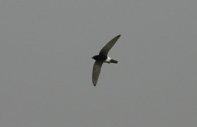 Little Swift - Huisgierzwaluw