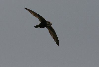 Little Swift - Huisgierzwaluw