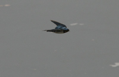 Red-chested Swallow - Roodkeelzwaluw