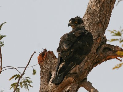 African Hawk-eagle - Afrikaanse Havikarend