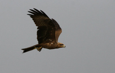 Black Kite - Zwarte Wouw