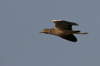 African Wattled Lapwing - Lelkievit