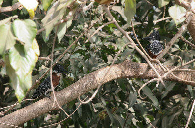 Giant Kingfishers - Afrikaanse Reuzenijsvogels